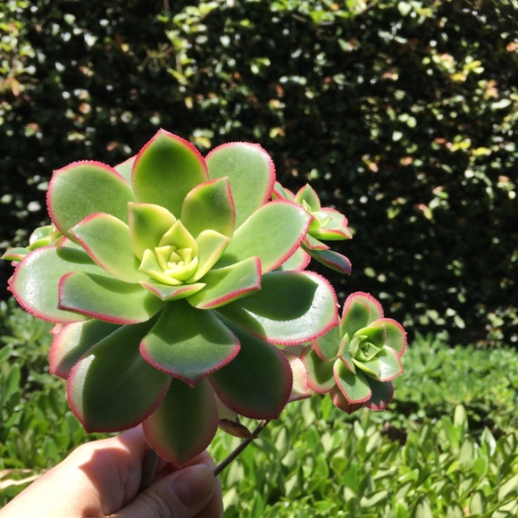 Stunning Cluster of Kiwi Succulents Plant - Picture 2 of 5